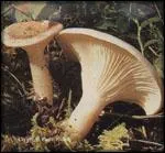 Je croise ces champignons. Que dois-je faire, les cueillir ou pas ?