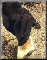 Pas trs beau ce champignon. Mais est-il comestible ?