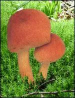 Je veux faire une omelette avec ce champignon. Mais est-il comestible ?