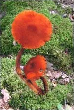 Ces champignons feront l'affaire pour se rgaler. Selon vous, sont-ils comestibles ?