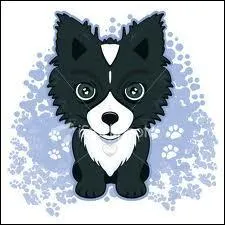 Catgorie  Races de chiens  : Quel est ce chien ?