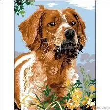 Nous continuons dans la srie  races de chiens  : Quel est ce chien ?