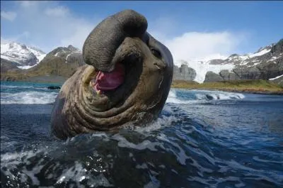 Pour prolonger la rponse prcdente, imaginez que vous tombiez face  face avec cet lphant de mer, vous seriez donc ...