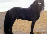 Quiz Le cheval
