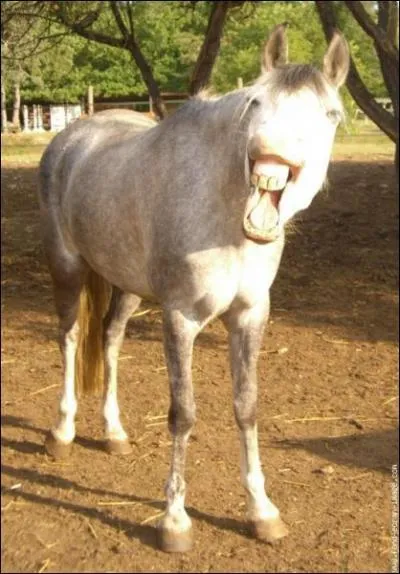 Quelle est la robe de ce cheval ?