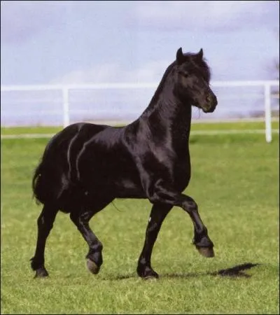 A quelle allure est ce cheval?