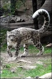 A quoi sert sa queue mesurant gnralement de 90 cm  1 m ?