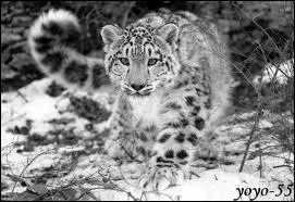 Quel est le poids d'une panthre adulte ? (approximativement)