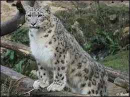 Quelle est la particularit de l'espce ?