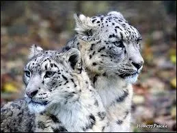 Quel est le mode de vie de la panthre des neiges ?