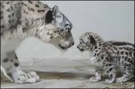 Combien de petits les femelles peuvent-elles donner ?