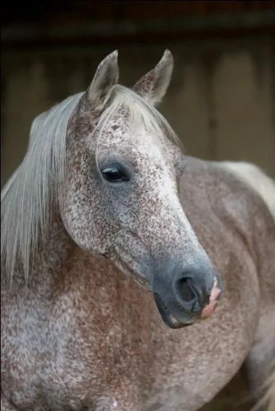 Quelle est la robe de ce cheval ?