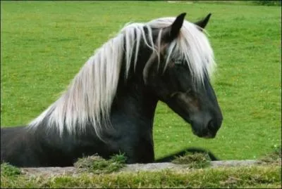 Quelle est la robe de ce cheval ?