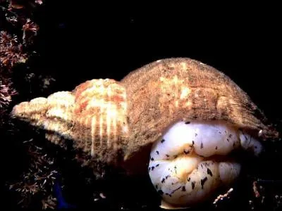 Quel est cet escargot de mer dont le nom est voisin du travail en argot ?