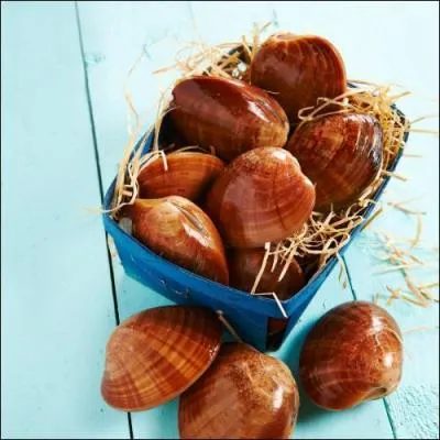 Comment s'appelle ce coquillage dont le nom pourrait voquer aussi un produit d'bniste ou de peintre ?