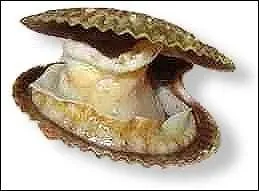 Quel est le nom de ce coquillage, sorte de Saint-Jacques, mais sans corail ?