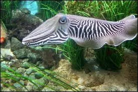 Comment s'appelle ce mollusque cphalopode, mouill malgr son nom ?