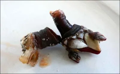 Quel est le nom de ce coquillage tout mal fichu ?