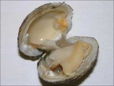 Quel est ce coquillage dlicieux, sur lequel je n'ai trouv aucun jeu de mots vaseux ?