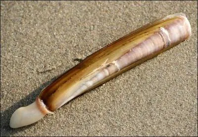 Quel est le nom de ce coquillage pas plus dangereux qu'un autre malgr son nom ?