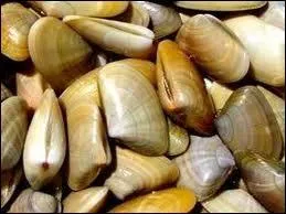 Comment s'appelle ce coquillage trs joli, qu'on nomme aussi  pignon  dans certaines rgions ?