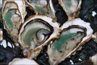 Quel est ce coquillage qu'on classe par numro ?