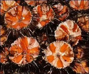 Comment s'appelle ce mollusque aussi fin que piquant  l'tat naturel ?