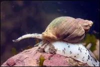 Quel est le nom de cet escargot de mer, le mme que celui d'un ancien instrument  vent ?