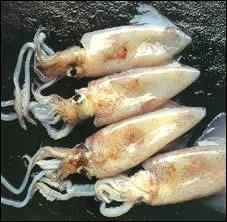 Quel est ce mollusque cphalopode, qui n'a rien  voir avec un contenant  frites ?