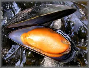 Comment s'appelle ce coquillage qui porte le mme nom qu'un ustensile  faire les gteaux ?