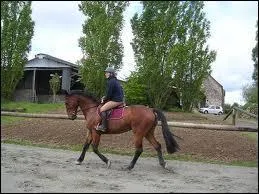 Le licol est le harnachement qui permet de diriger sa monture quand on est  cheval.