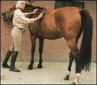 Que procure le pansage  votre monture ?