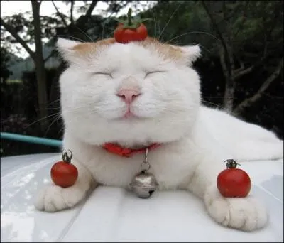 Quel est le mot pour parler de la  tomate  sur la majorit de la Pninsule ibrique ?