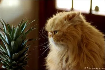 Quel est le mot espagnol pour  ananas  ?