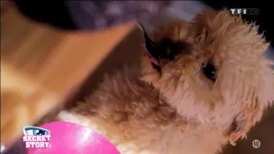 Qui est entr dans la maison avec son chien ?