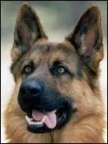 Quelle est cette race de chiens ?