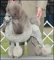 Quelle est cette race de chiens ?