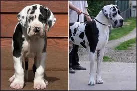 Quelle est la race de ce chien ?