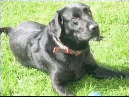 Quelle est cette race de chiens ?