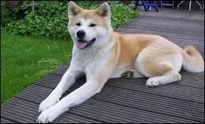 Quelle est la race de ce chien ?