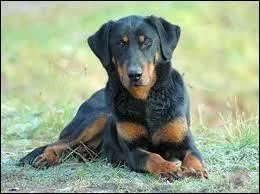 Quelle est la race de ce chien ?