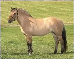 Quelle est la race de ce poney ?
