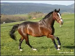 Combien de membres a un cheval ?