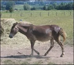 Le bardot est issu du croisement ...