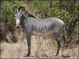 Quel est cette espce de zbre ?