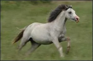 Quelle est cette race ?