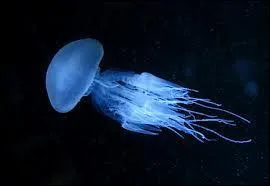 Quel est le nombre de victimes provoques par les  boites mduses  depuis 1954 ?