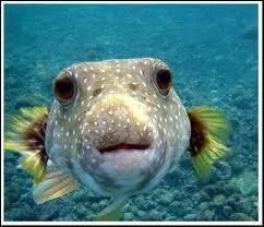 Parmi ces 3 propositions, laquelle n'est pas une consquence du poisson  Pusher fish  ?