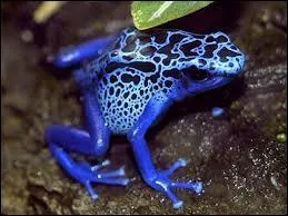  La grenouille de dard  produit un poison utilis par :