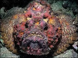 Le  poisson-pierre  est le poisson le plus venimeux du monde. Quelle en est la consquence exacte, ci-dessous ?
